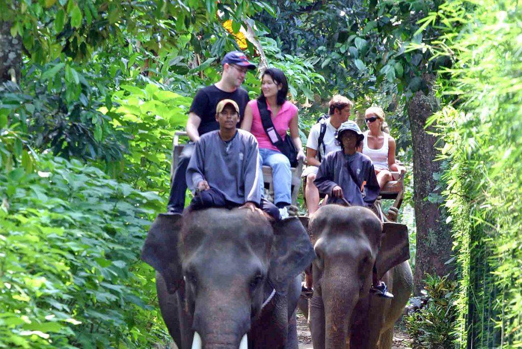 Elephant Excursion
